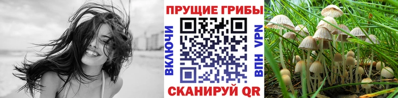 Псилоцибиновые грибы Psilocybe цена Мытищи