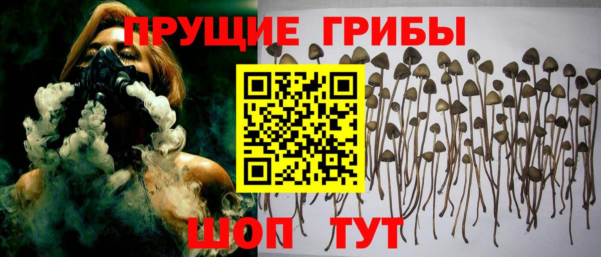 Галлюциногенные грибы Psilocybe Мытищи